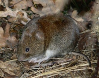 Voles look like field mice with short tails.