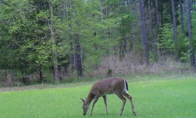 Deer Resistant Plants for the Landscape –Annuals & Perennials