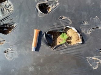A strawberry plant damaged by deer in early February.