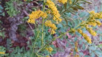 An ambush bug lying in wait on goldenrod. Justin Ballew, ©HGIC 2019, Clemson Extension