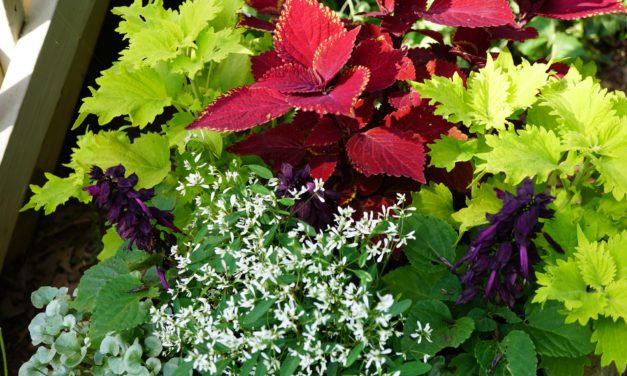 May Week 4 Garden Photos