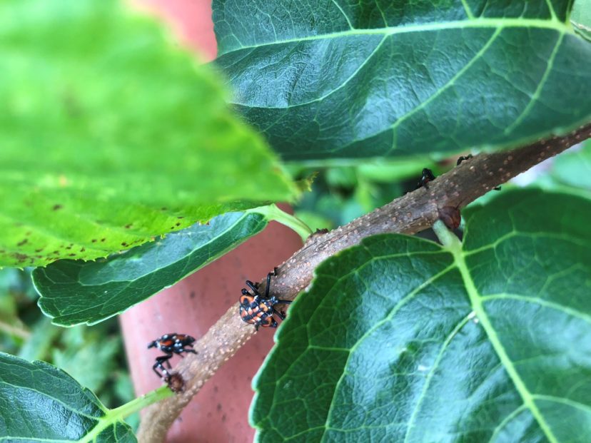 A close up of a green plantDescription automatically generated