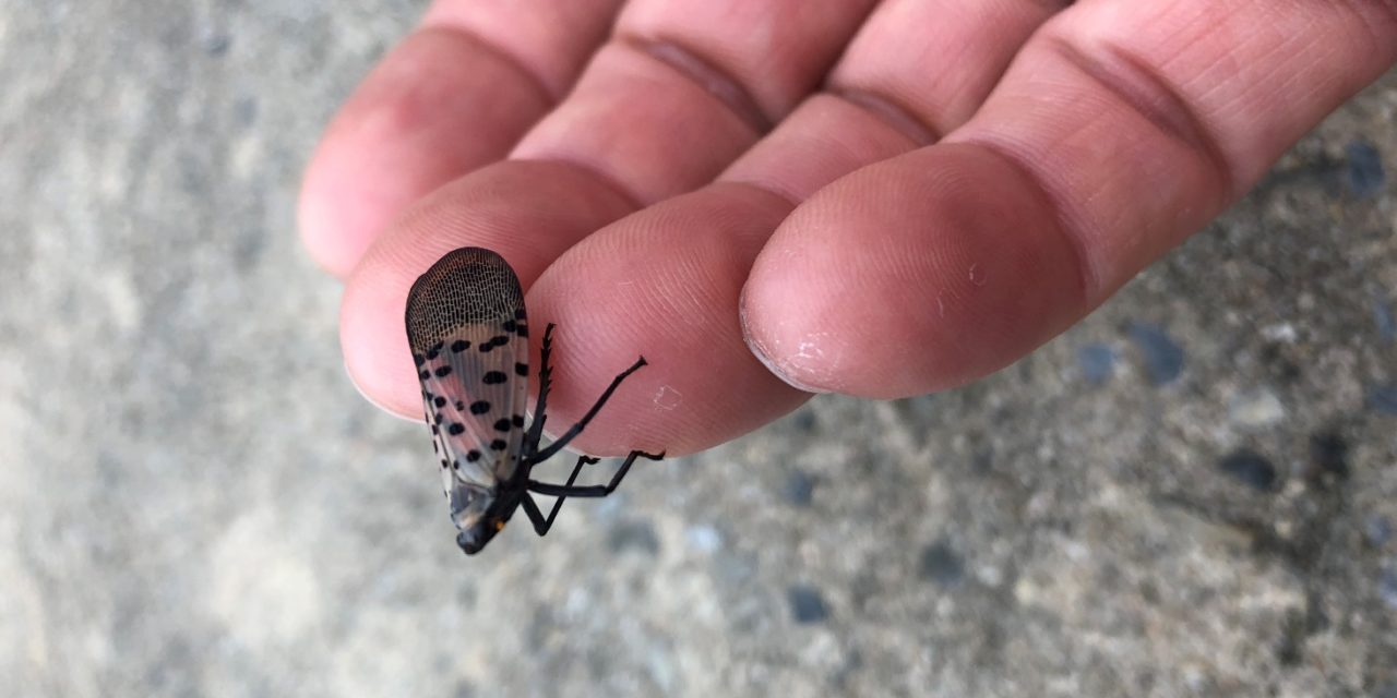 Be on the lookout for the spotted lanternfly (Lycorma delicatula)