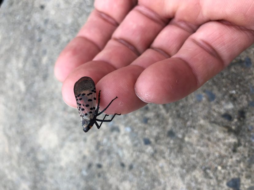 A hand holding a small insect on the groundDescription automatically generated