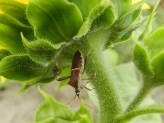 A leaf footed bug with a tachinid fly egg on its head