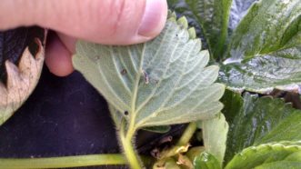 A syrphid fly larva on the underside of a strawberry leaf.