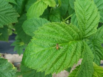 A syrphid fly resting on a blackberry leaf.
