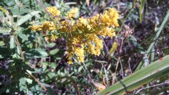 A tachinid fly resting on goldenrod. Justin Ballew, ©HGIC 2019, Clemson Extension