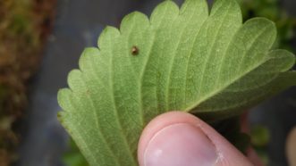 An aphid mummy with a hole where a braconid was has exited following pupation.