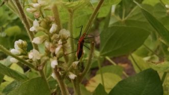 An assassin bug sitting on a blooming soybean plant.