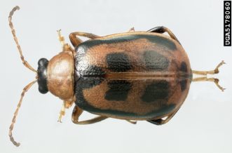 Bean leaf beetle (Cerotoma trifurcata). Natasha Wright, Florida Department of Agriculture and Consumer Services, www.insectimages.org