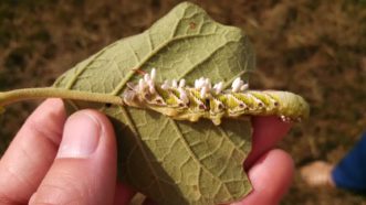 Braconid wasp pupae attached to the back of a tobacco hornworm.
