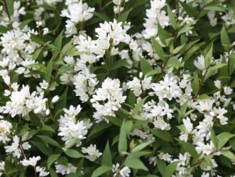 C:\Users\jwwill\Documents\MyDocuments_Joey\All My Pictures Joey\Deutzia\nikko_deutzia_jw.jpg