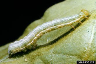 Cabbage looper larva (Trichoplusia ni). Clemson University - USDA Cooperative Extension Slide Series, www.insectimages.org