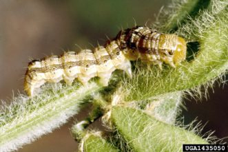 Corn earworm larva (Helicoverpa zea) on soybean. Clemson University - USDA Cooperative Extension Slide Series, www.insectimages.org