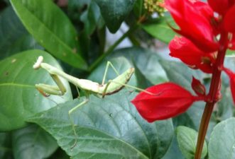 Crypsis helps a Chinese praying mantis (Tendoera sinensis) blend into the surroundings as it ambushes or stalks prey.