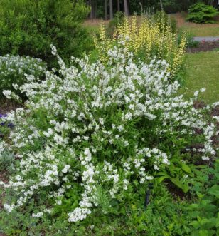 Deutzia gracilis is a deciduous shrub that is covered is pure white flowers during late April and early May.