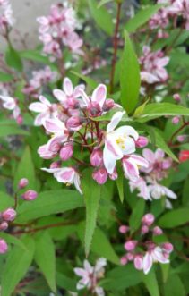 Deutzia x rosea ‘Nikko Blush’ is another US National Arboretum smaller cultivar that has pink buds that open to reveal soft pink flowers.