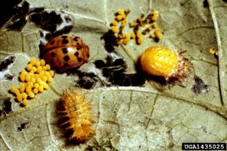 Eggs, larvae, and adult Mexican bean beetles (Epilachna varivestis). Clemson University - USDA Cooperative Extension Slide Series, www.insectimages.org