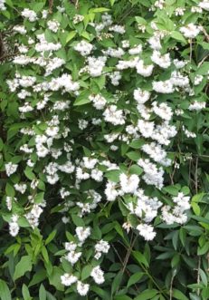 Fuzzy deutzia (Deutzia scabra) forms a larger upright, deciduous shrub with arching branches and white flowers.
