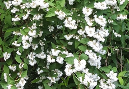 Deutzia