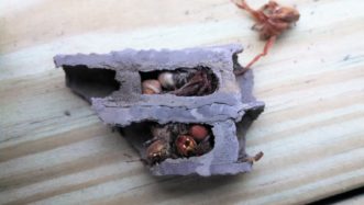 Inside of a mud dauber nest provisioned with paralyzed spiders. A white colored larva is visible on a spider in the upper cell.
