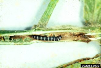 Lesser corn stalk borer larvae (Elasmopalpus lignosellus) and damage to stem. Riley, University of Georgia, www.insectimages.org