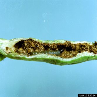 Lima bean vine borer larva (Monoptilota pergratialis) and damage. Clemson University - USDA Cooperative Extension Slide Series, www.insectimages.org