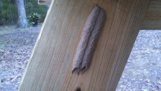 Mud dauber nest constructed on a picnic table leg.
