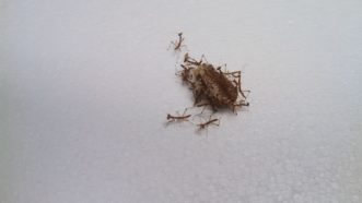 Praying mantid nymphs that have just emerged from an ootheca.