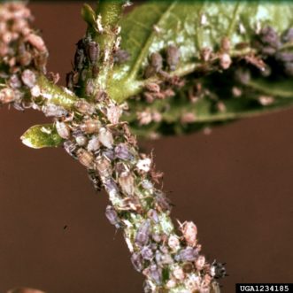 Severe cowpea aphid (Aphis craccivora) infestation. Clemson University - USDA Cooperative Extension Slide Series, www.insectimages.org