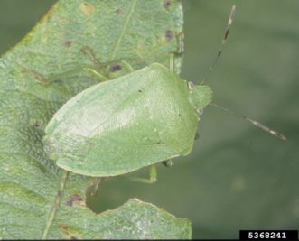 Southern green stink bug adult (Nezara viridula). Merle Shepard, Gerald R. Carner, and P.A.C Ooi, Insects and their Natural Enemies Associated with Vegetables and Soybean in Southeast Asia, www.insectimages.org