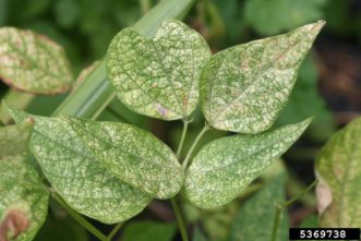 Stippling of bean leaves caused by two spotted spider mite (Tetranychus urticae). Whitney Cranshaw, Colorado State University, www.insectimages.org