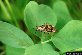 Tarnished plant bug (Lygus lineolaris). Scott Bauer, USDA Agricultural Research Service, www.insectimages.org