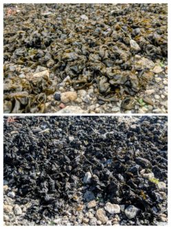 The top photo of Nostoc taken on an overcast day is showing approximately half of the potential size of the colony. The lower picture, taken on a sunny day, shows the same Nostoc colony in a black crust state. N. Jordan Franklin, ©2018, Clemson Extension