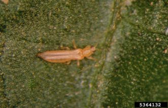 Western flower thrips adult (Frankliniella occidentalis). Frank Peairs, Colorado State University, www.insectimages.org