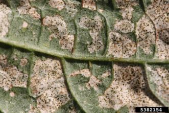 Western flower thrips (Frankliniella occidentalis) damage to bean leaf. Whitney Cranshaw, Colorado State University, www.insectimages.org