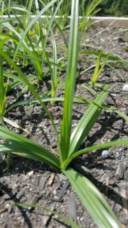 Yellow nutsedge (Cyperus esculentus) is perennial and rapidly reproduces from underground tubers.