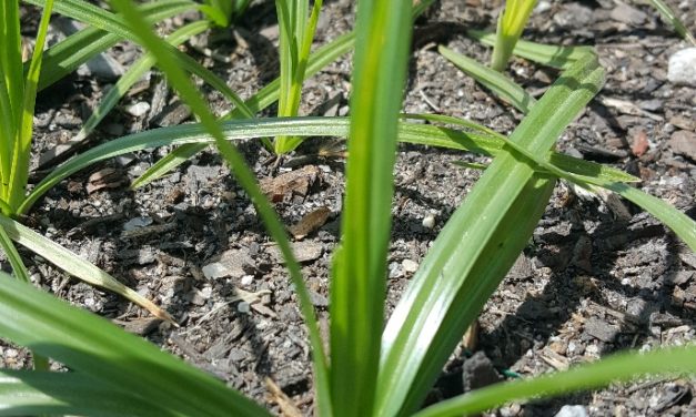 Weed of the Month – Yellow Nutsedge (Cyperus esculentus)