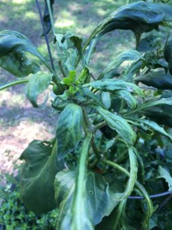 A pepper damaged by drift from a 2,4-D/dicamba brush killer. 