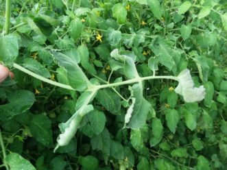 A tomato plant showing symptoms of 2,4-D damage (curling and distorted leaflets).