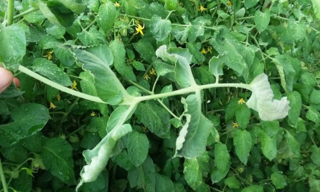 Reducing Herbicide Damage in the Landscape