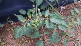 A tomato plant showing symptoms of glyphosate damage (yellowing at the base of the leaflets). Glyphosate was applied nearby and drifted to the tomatoes.