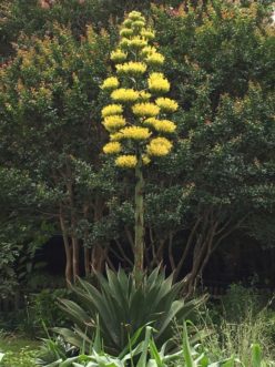 Agave approaching full bloom in June 2018.