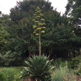 Agave flowers beginning to open on the bottom of the fully branched panicle.