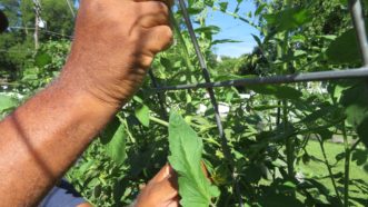 As the tomato plant grows taller than the next horizontal wire, push it through the hole under the wire.