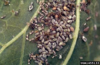 Cabbage aphids (Brevicoryne brassicae). Whitney Cranshaw, Colorado State University, www.insectimages.org