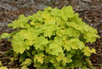 ‘Citronelle’ is a lime green, heat tolerant coral bells that brightens up a shady landscape bed.