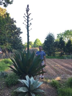 Cory Tanner, 6’ 4” tall, stands with the agave in late-April as the flower spike began to branch into a panicle.