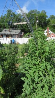 Cut a spacer board with notches to hold the trellis apart near the top, so the trellis bows out away from the aisle to give more space to walk.